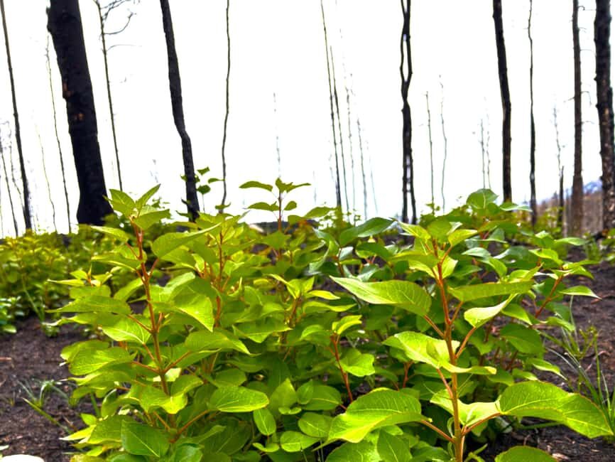 Jasper: Guided Wildfire Hike with Lunch - Who Should Consider This Tour?