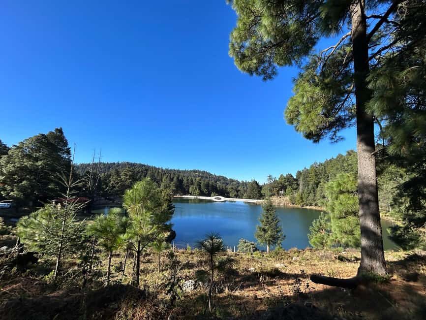 Jilotzingo: Forest Bathing and Temazcal Healing Experience - Key Points