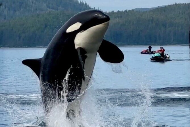 Juneau Jetski & Whale Adventure - What Makes This Tour Stand Out?