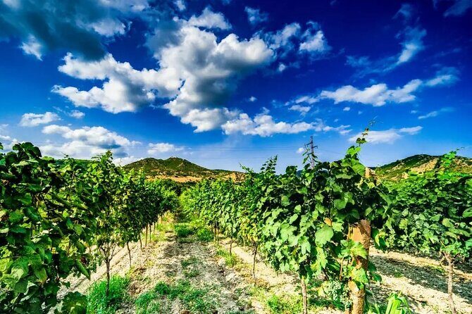 Kakheti Private Tour with Wine Tasting from Tbilisi - The Experience in Practice