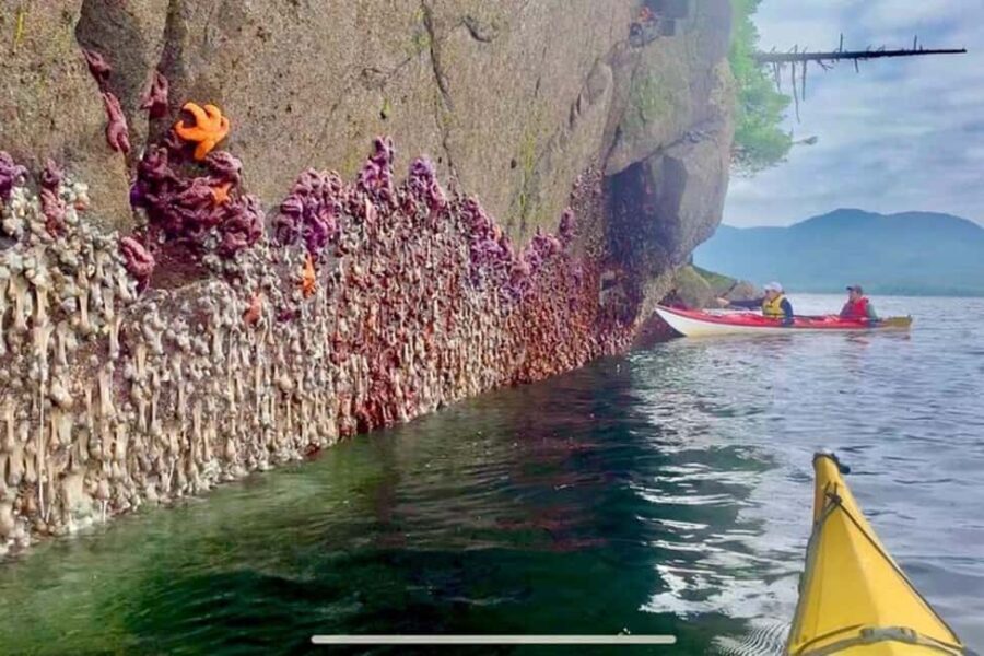 Ketchikan: Orca Cove Fast Boat and Sea Kayak Tour - The Logistics: What to Expect and Why It Matters