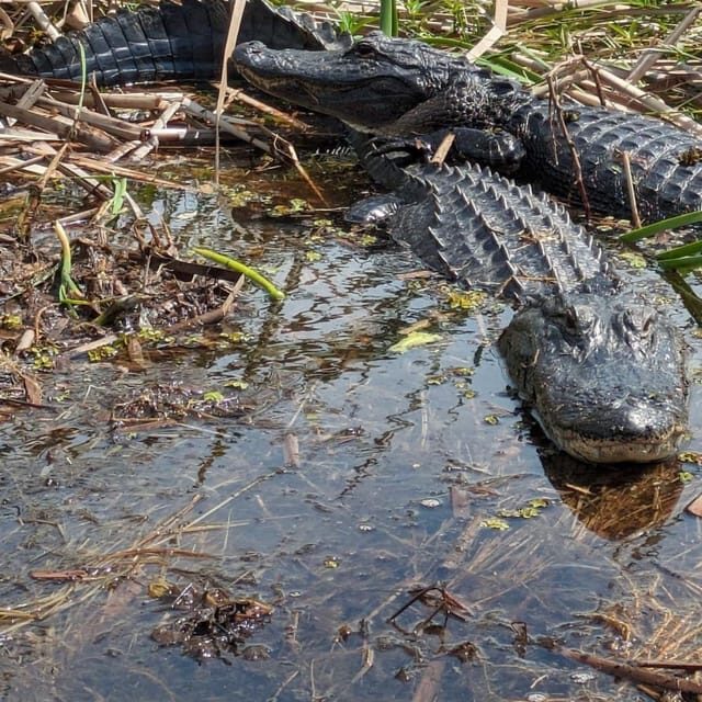 Kissimmee: Everglades Alligator and Wildlife Airboat Tour - The Wildlife and Scenery