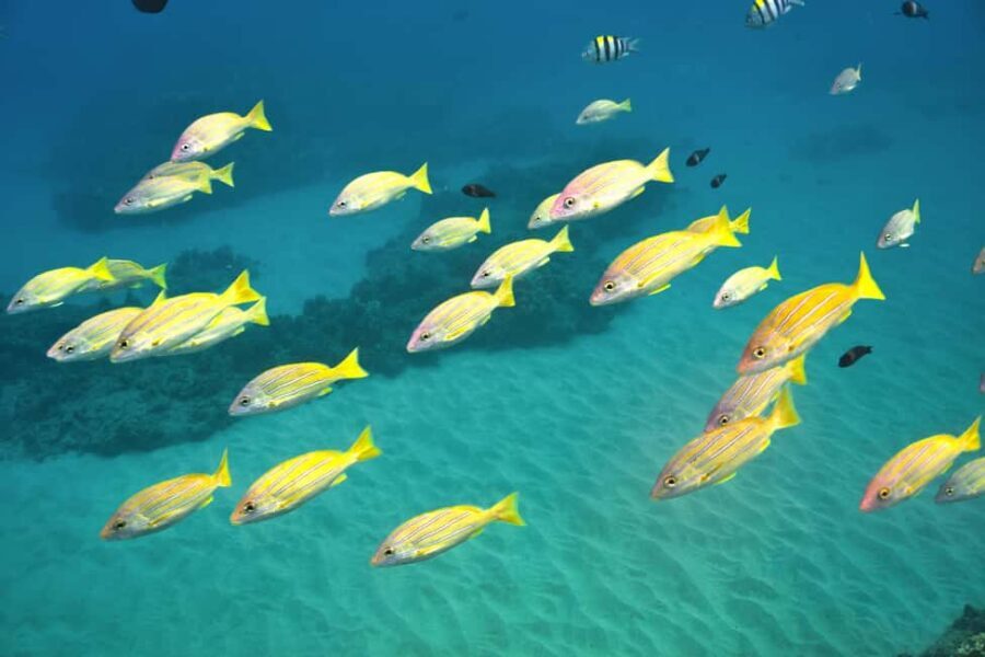 Ko Olina Exclusive Snorkel + Lunch - Encountering Hawaii’s Marine Life