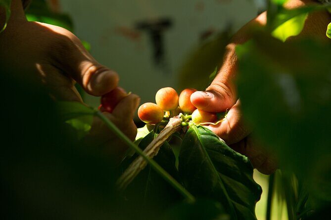 Kona Coffee Roasting Experience - Who Should Consider This Tour?
