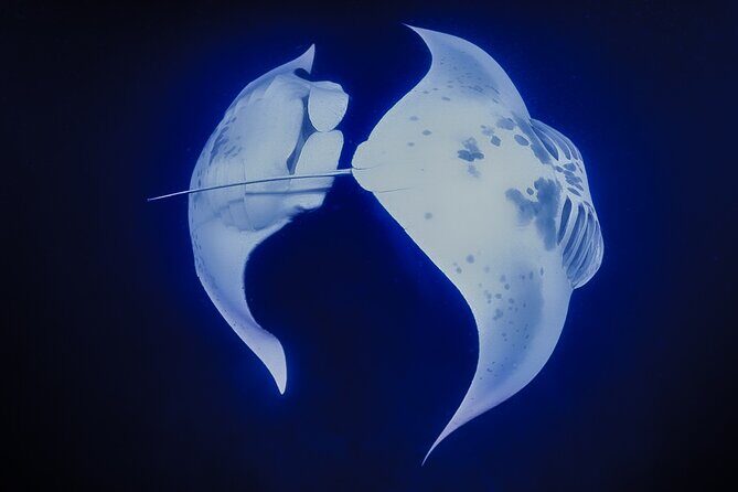 Kona Manta Night Snorkel Adventure: Swim with Majestic Rays - The Sum Up