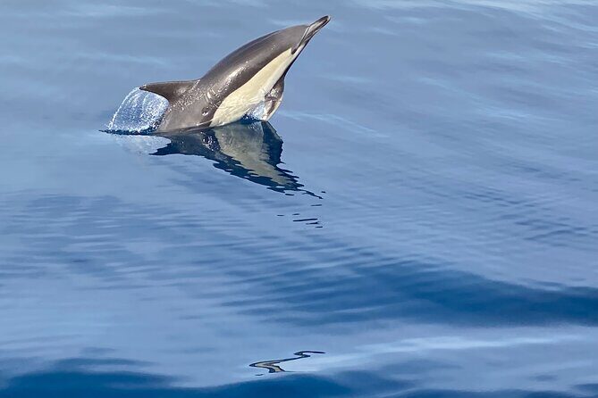 La Herradura: Sailboat with a view of Dolphins-Private - Final Thoughts: Who Is This Tour Best For?