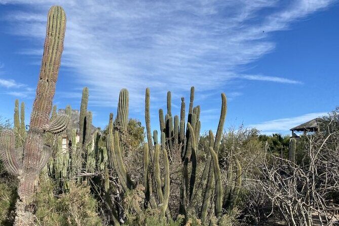 La Paz El Triunfo and La Ventana Day Trip with Lunch - Who Will Appreciate This Tour?