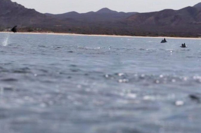 La Paz Wildlife Ocean Safari & Beach Club Leisure in La Ventana - What’s Included and What to Bring?  