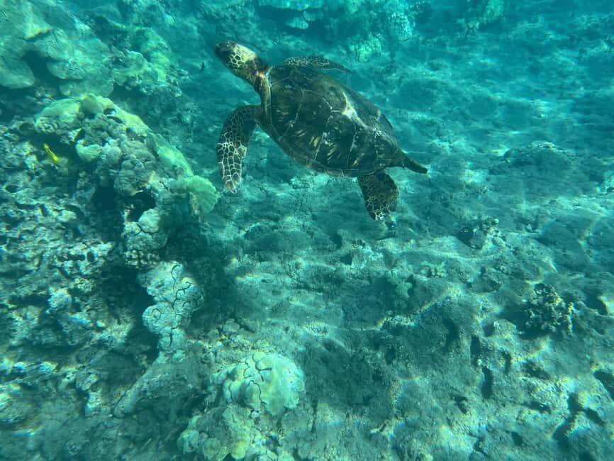 Lahaina: Olowalu Coral Reef Snorkeling Tour - Final Thoughts: Who Should Consider It?