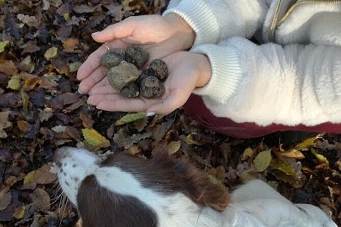 Langhe Truffle hunting Experience - Who Would Enjoy This Tour?