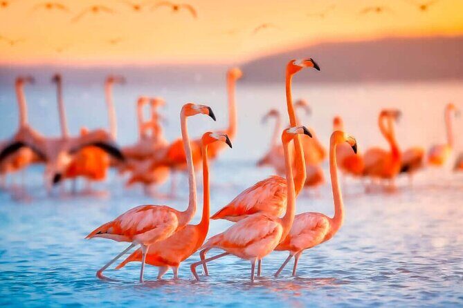 Las Coloradas and Rio Lagartos only from Merida - Las Coloradas: The Pink Lagoon Marvel