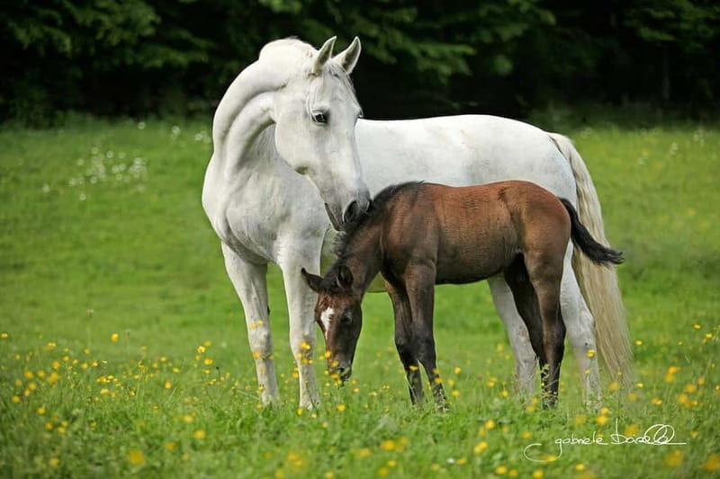 Lipizzaner Stud Piber: Independent Visit - Who Will Love This Tour?
