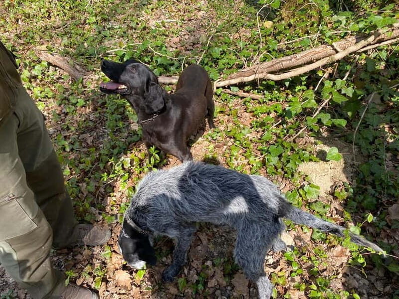 Livade: Guided Truffle Hunting Walking Tour - Detailed Breakdown of the Itinerary