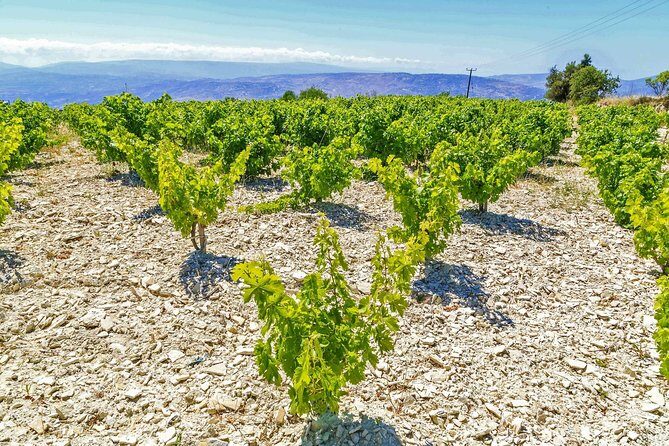 Local Wineries Tour with Wine Testing from Paphos - What’s Included and What’s Not