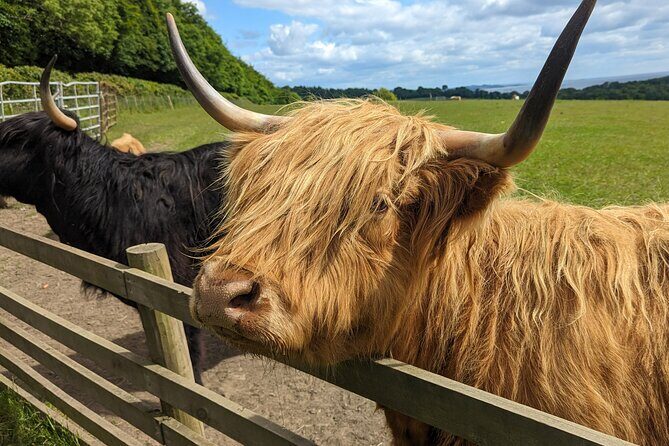 Loch Lomond, Highland Cows, Victorian Town, Kelpies Half-Day Tour - What’s included and what to consider