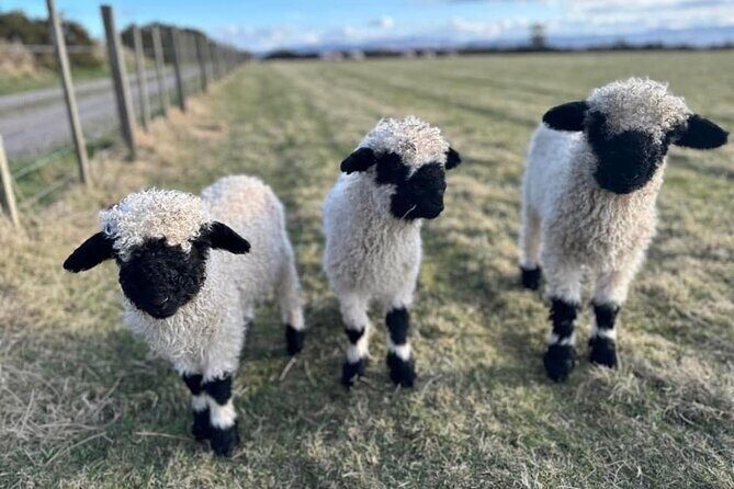 Loch Ness, Culloden, Clava and whisky/gin tour from Inverness. - Who Is This Tour Best For?