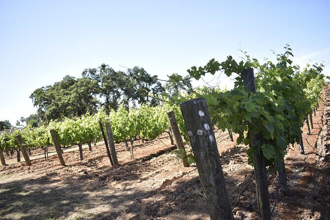Lodi wine tasting tours Customized private 1 to 14 passenger - Who Will Love This Tour?