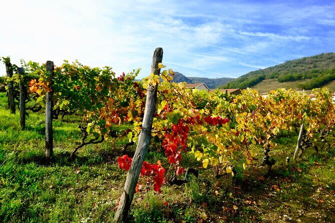 Loire Valley Wine Half Day Tour in Vouvray - The Sum Up