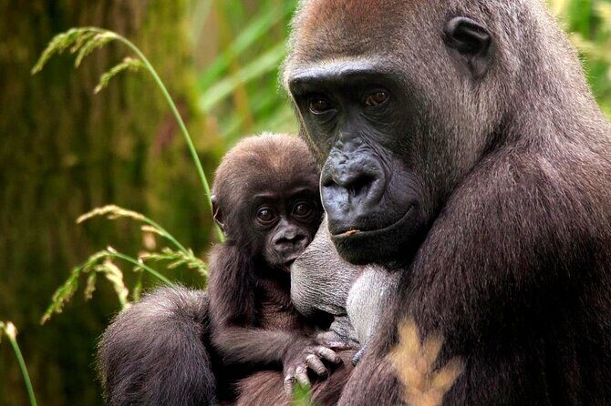 London Zoo Entry Ticket - The Practicalities of Your Visit