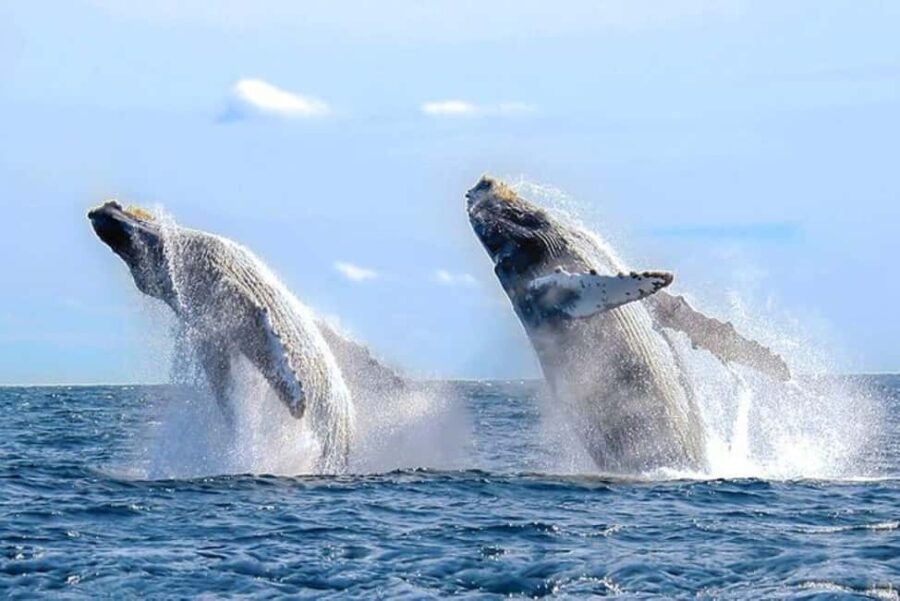Los Cabos: Catamaran Whale Watching Cruise - What Makes This Tour Stand Out?