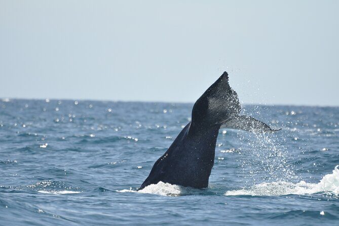 Los Cabos Humpback Whale: 10-Hour Tour 3 Hours of Whale Watching - Who Will Love This Tour?