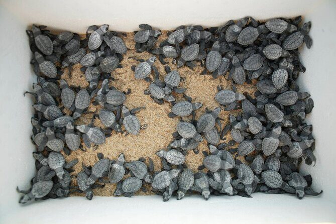 Los Cabos Turtle Release Eco-Experience - Practical Tips for Travelers