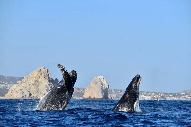 Los Cabos Whale Watching Adventure with Snacks and Drinks - Final Thoughts: Is It Worth It?