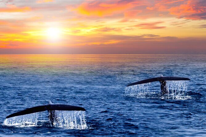 Los Cabos Whale Watching and Sunset Tour - Why Choose This Tour?