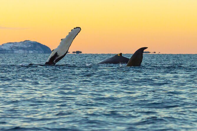Luxury Whale Watching From Tromso - Small group and local guide - What’s Included and What’s Not