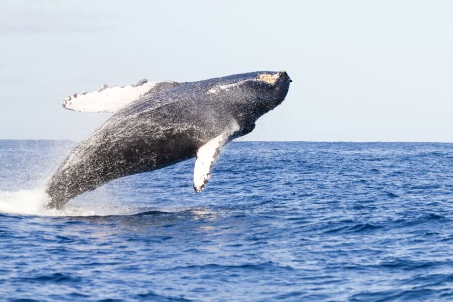 Ma'alaea Harbor: Whale Watching Tour Aboard Power Catamaran - Additional Insights from Reviews