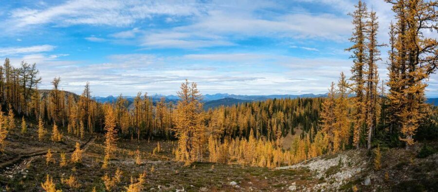 Manning Park: The Quest for the Golden Larch Tree - Is This Tour Worth It?