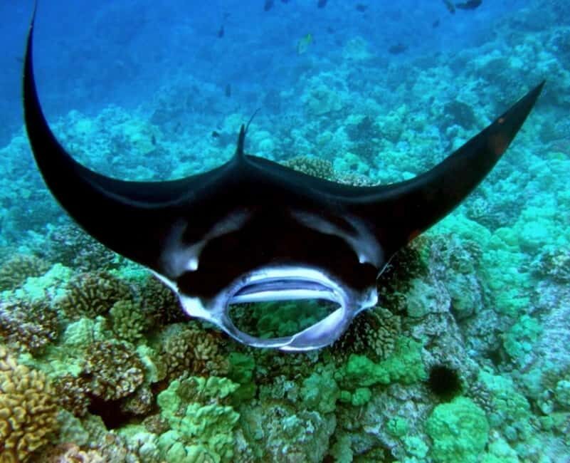 Manta Ray Snorkel in Kailua-Kona with Hot Cocoa - Authenticity and Safety