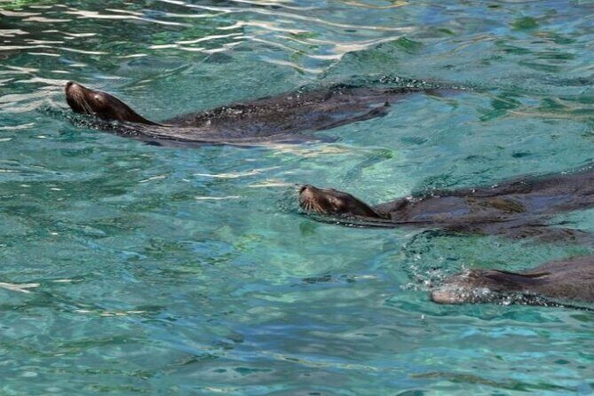 Marine Ecology Tour in La Paz Mexico - What to Expect on Your Marine Ecology Adventure