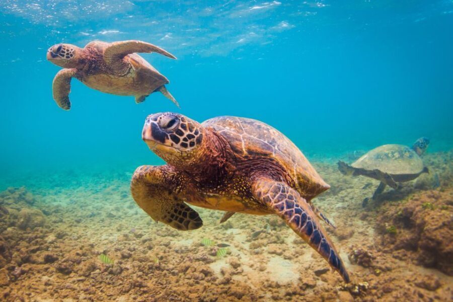 Maui Beach / Shoreline Snorkel - Who Will Love This Tour?