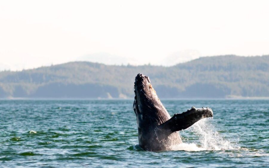 Maui: Luxury Catamaran Whale Watch & Sail - Why This Tour Might Be the Right Choice