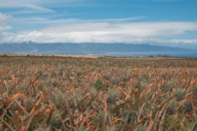 Maui Pineapple Planting Experience - What Do Travelers Say?