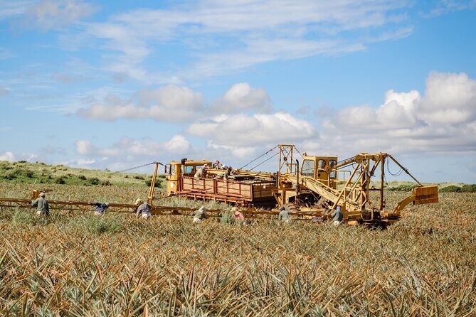 Maui Pineapple Tour: Farm and Feast Experience - Why This Tour is a Good Fit for You