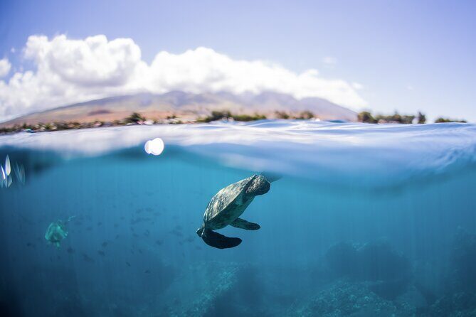 Maui Snorkeling Boat Tour to Turtle Town Aboard Quicksilver - The Real Experience—What You Can Expect