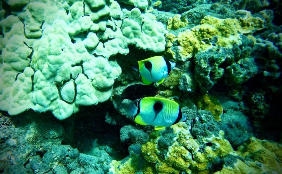 Maui: Turtle Town Snorkeling Tour with a Marine Biologist - The Value of This Experience