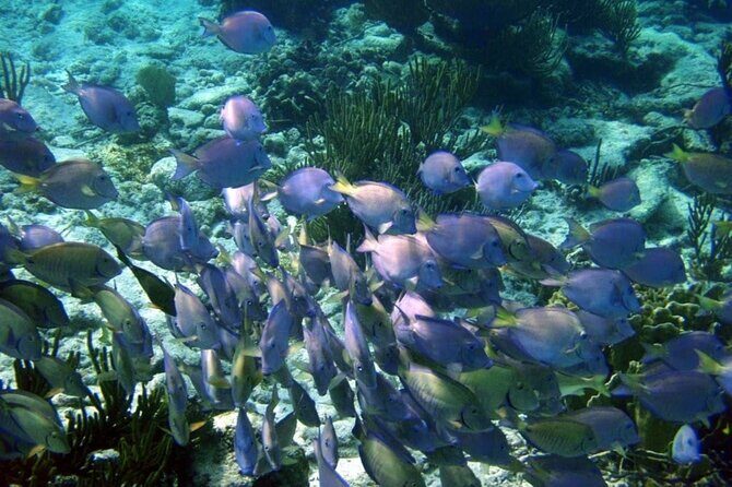 Mayan Adventure: Snorkel in Cove, Cenotes & Underground River - Final Thoughts: Who Will Love This Experience?