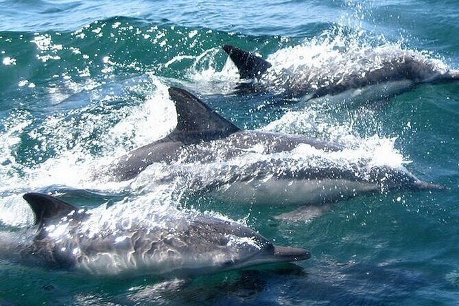 Meet Dolphins in Huatulco - Why This Tour Stands Out