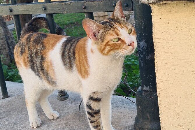 Meet the Cats of Acropolis and Thissio Private Tour - Authenticity and Value