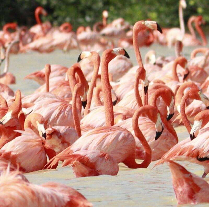 Merida: Celestun Boat Ride Mangrove Experience! Beach Time - Analyzing the Value and Practicalities