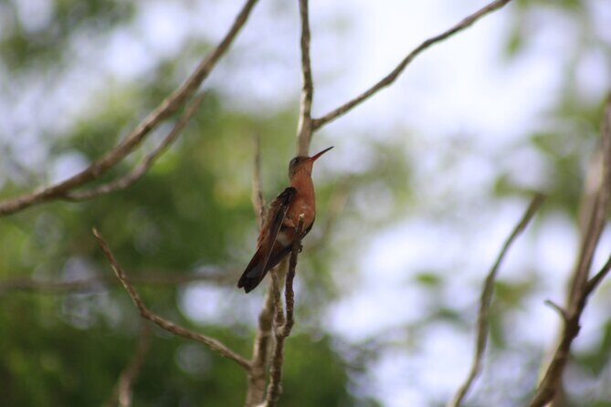 Merida Yucatan Birdwatching Activity - Frequently Asked Questions