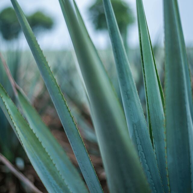 Mexico City: Mezcal Tasting and Market Tour with Lunch - Transportation, Group Size, and Overall Value