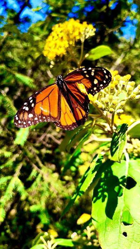 Mexico City: Monarch Butterfly Sanctuary Day Tour - Is It Worth the Price?