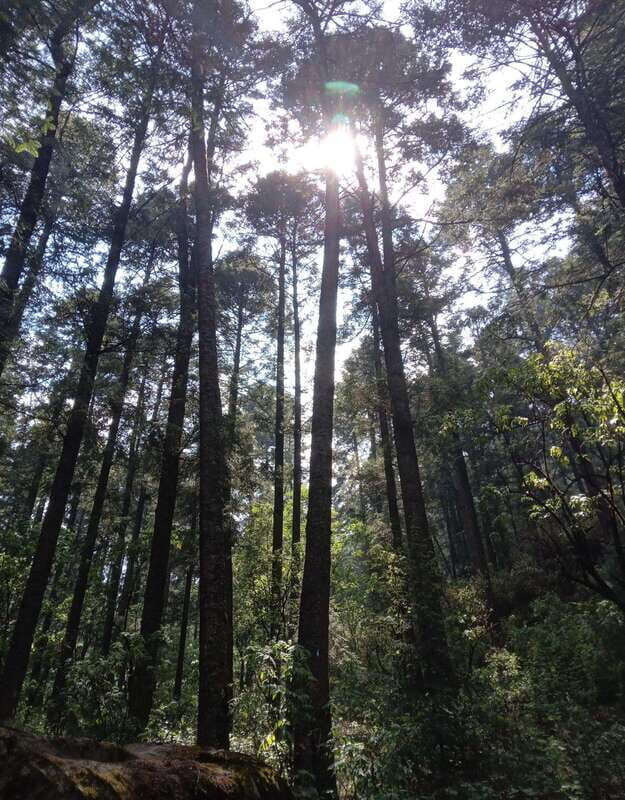 Mexico City: Morning Hiking at Mirador Coconetla - What Makes This Tour Stand Out