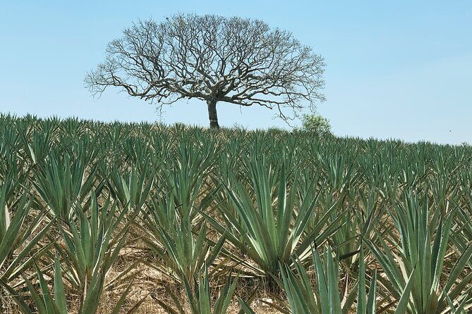 Mezcal Day Experience - The Sum Up: Is It Worth It?