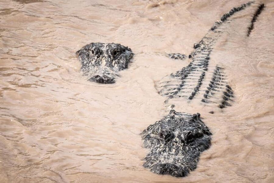 Miami: Alligator Spotting Airboat and Wildlife Reserve - An In-Depth Look at the Experience