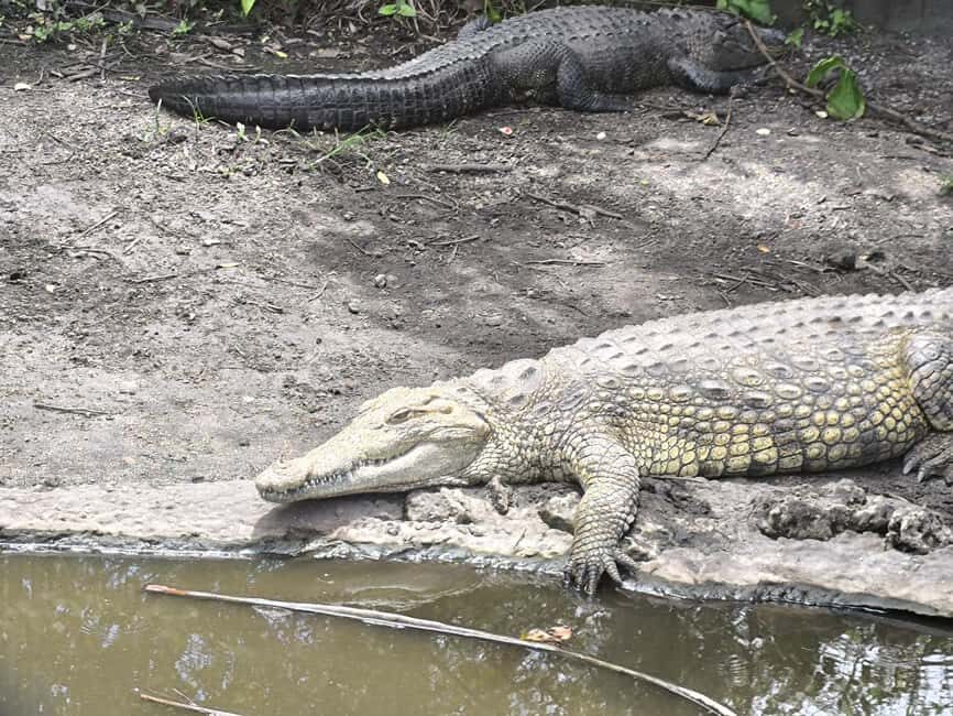 Miami: Private tour of the Everglades in French in a convertible Mustang - The Sum Up
